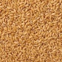 Wheat Lokwan Bulk