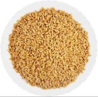 Wheat MP Siwer Reg